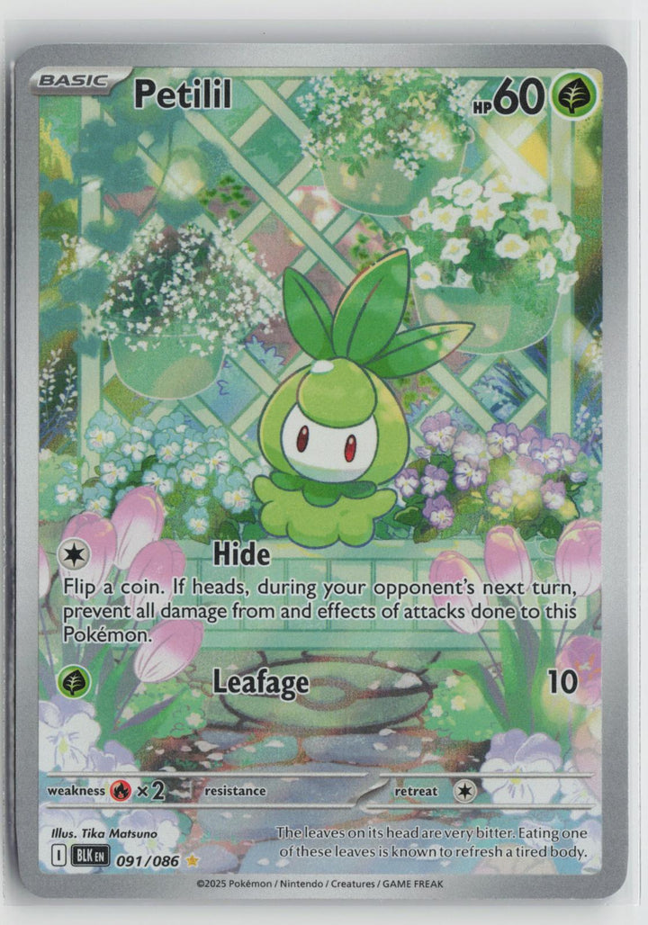 Petilil 091/086 Holo Illustration Rare Black Bolt Pokemon NM0