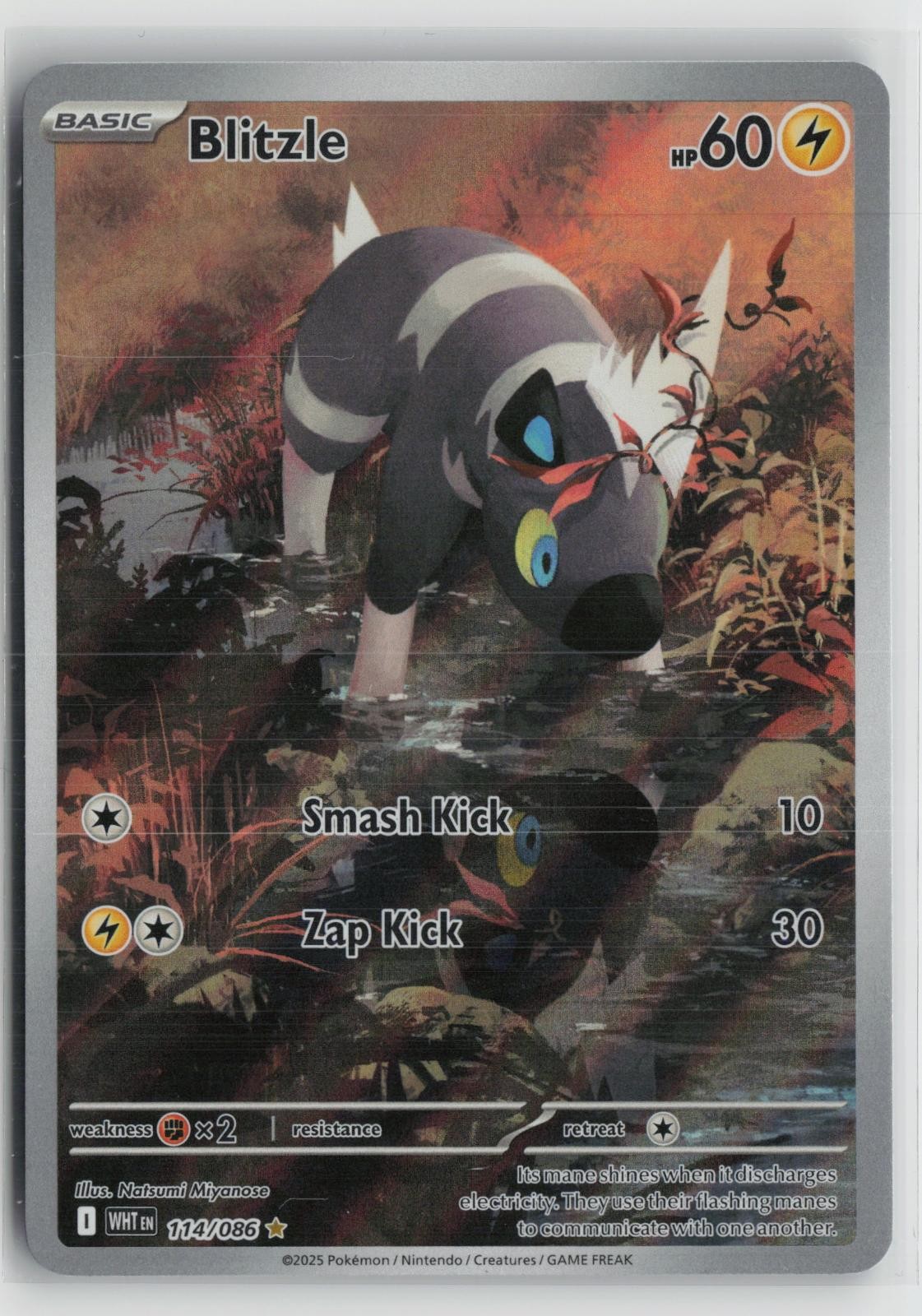 Blitzle 114/086 Illustration Rare White Flare Pokemon NM