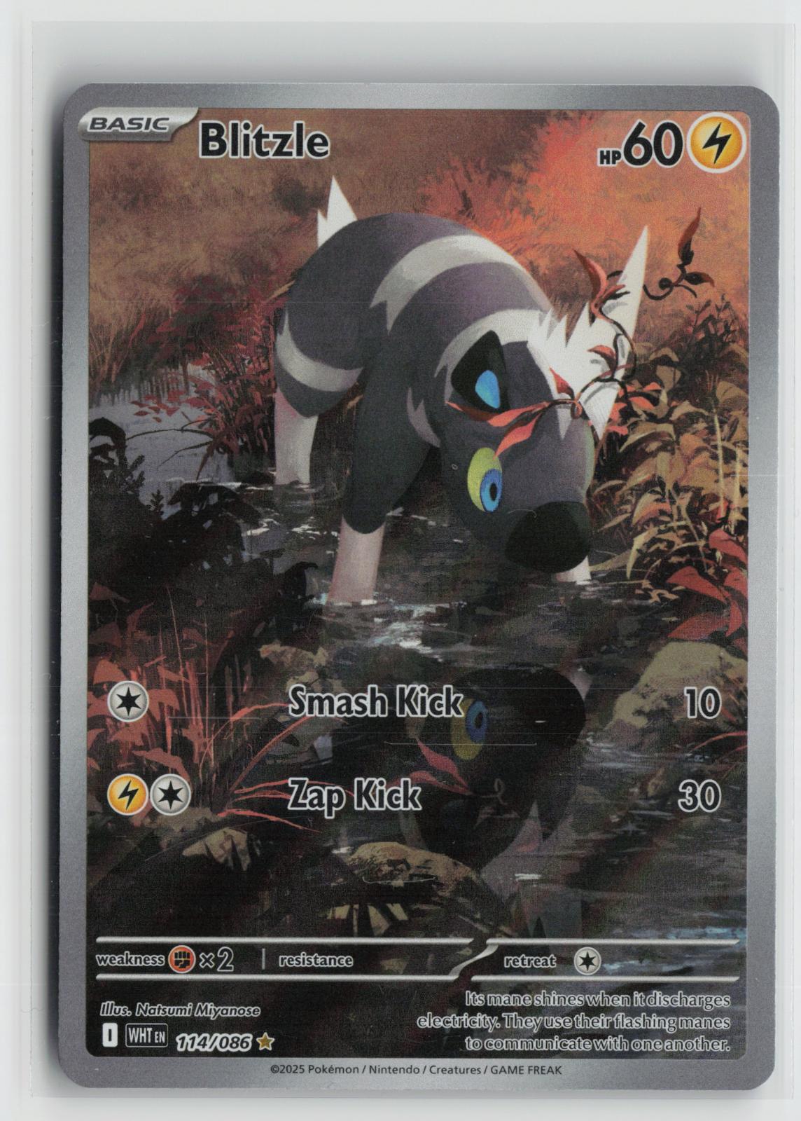 Blitzle 114/086 White Flare NM Illustration Rare Holo Pokemon