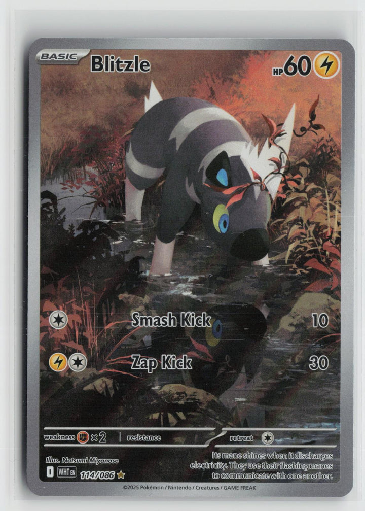 Blitzle 114/086 White Flare NM Illustration Rare Holo Pokemon0