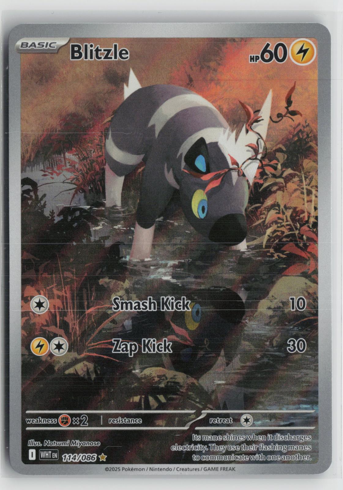 Blitzle 114/086 Illustration Rare White Flare Pokemon NM