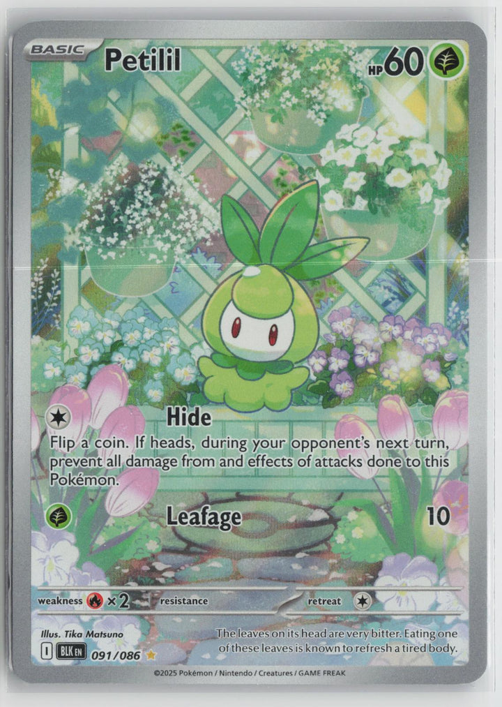 Petilil 091/086 Black Bolt NM Holo Illustration Rare Pokemon0